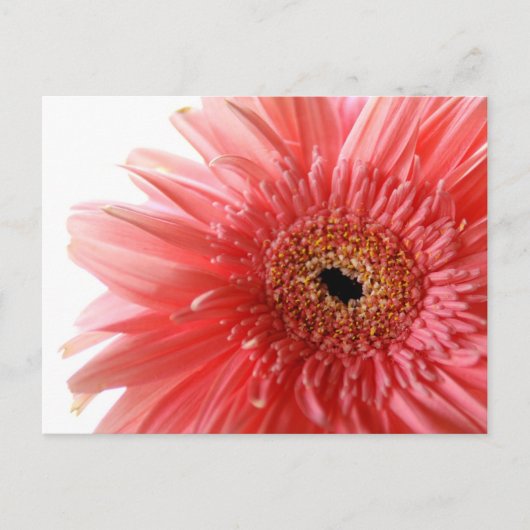 Pink Gerber Daisy Briefkaart (Voorkant)