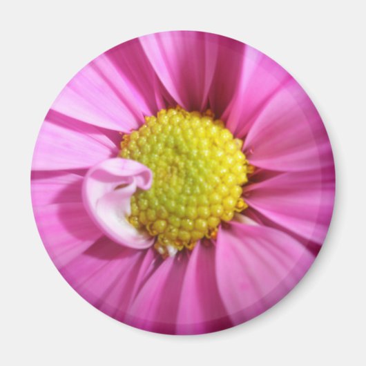 Pink Gerber Daisy Magnet (Voorkant)