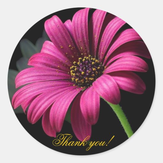 Pink Gerber Dank je! Ronde Sticker (Voorkant)