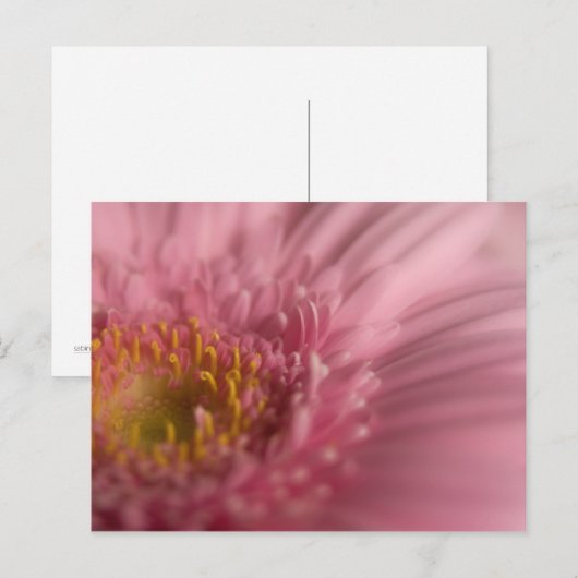 Pink Gerbera · Briefkaart (Voorkant / Achterkant)