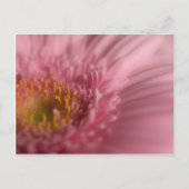 Pink Gerbera · Briefkaart (Voorkant)