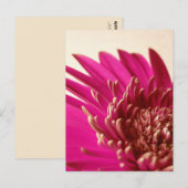 Pink Gerbera Briefkaart (Voorkant / Achterkant)
