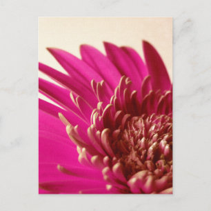 Pink Gerbera Briefkaart