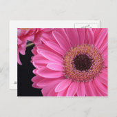 Pink Gerbera Briefkaart (Voorkant / Achterkant)