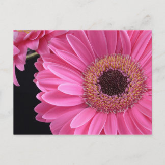 Pink Gerbera Briefkaart