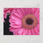 Pink Gerbera Briefkaart (Voorkant)