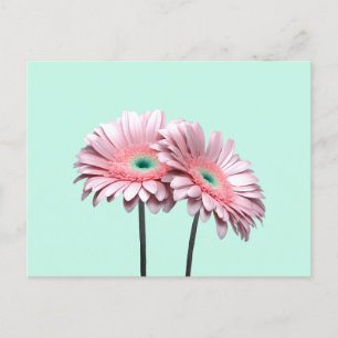 Pink Gerbera Daisies Briefkaart