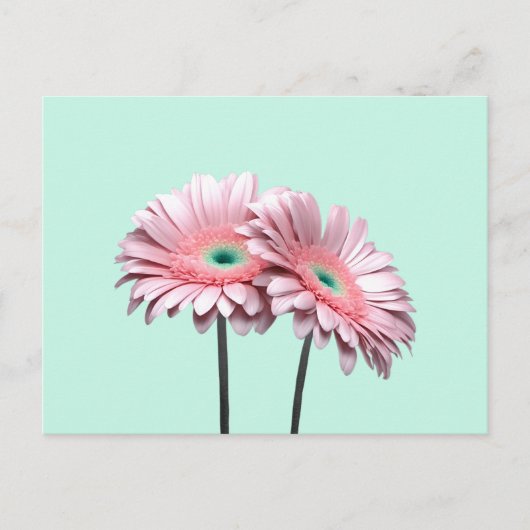 Pink Gerbera Daisies Briefkaart (Voorkant)