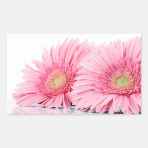 Pink Gerbera Daisies Elegant Foto Rechthoekige Sticker