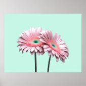 Pink Gerbera Daisies Poster (Voorkant)