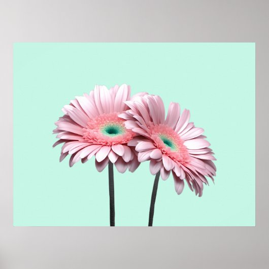 Pink Gerbera Daisies Poster (Voorkant)