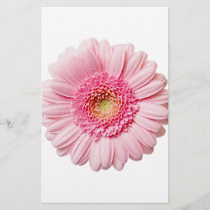 Pink Gerbera Daisy