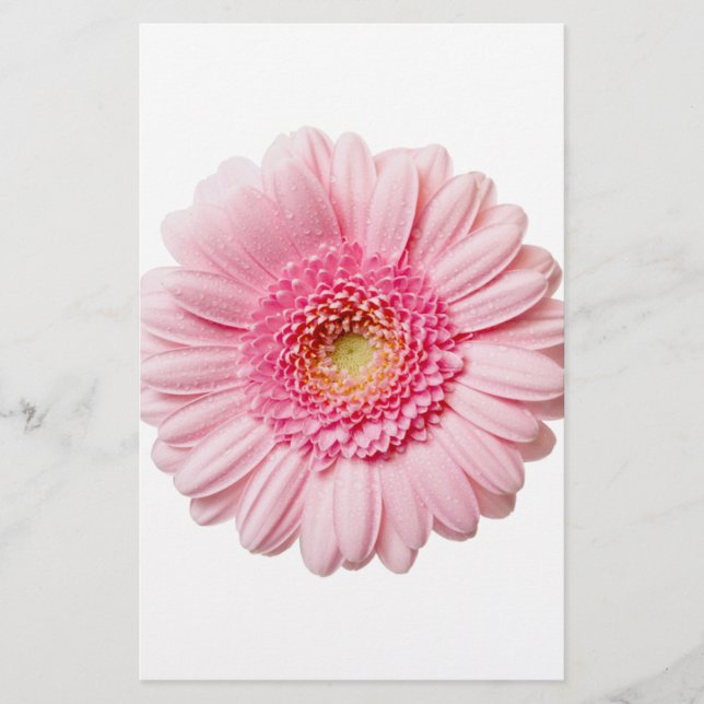 Pink Gerbera Daisy (Voorkant)