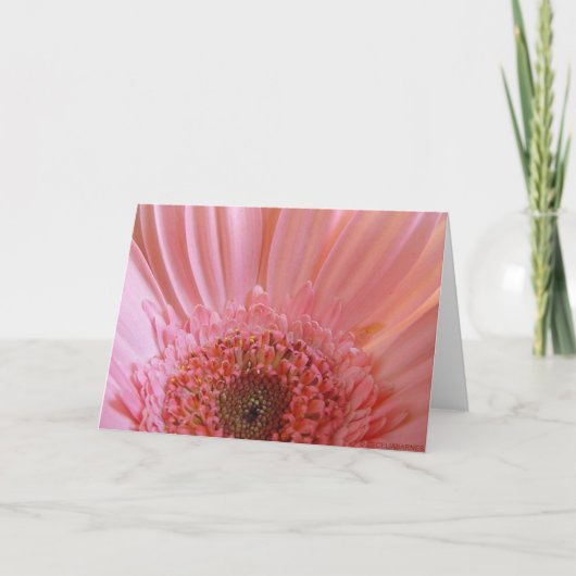 Pink Gerbera Daisy #731 Kaart (Voorkant)