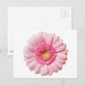 Pink Gerbera Daisy Briefkaart (Voorkant / Achterkant)
