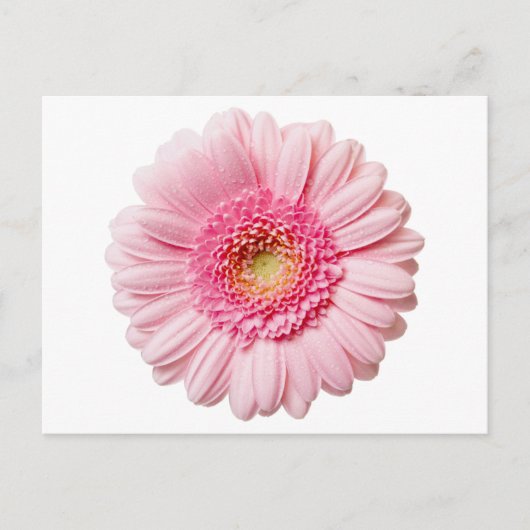 Pink Gerbera Daisy Briefkaart (Voorkant)