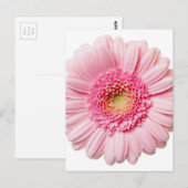 Pink Gerbera Daisy Briefkaart (Voorkant / Achterkant)
