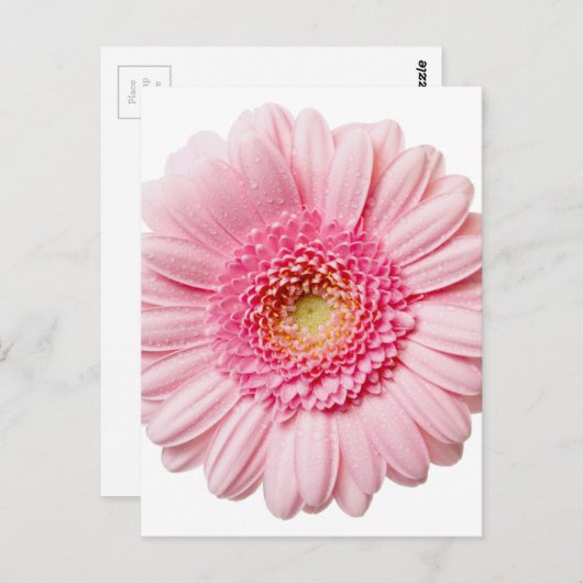 Pink Gerbera Daisy Briefkaart (Voorkant / Achterkant)