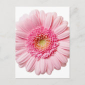 Pink Gerbera Daisy Briefkaart (Voorkant)