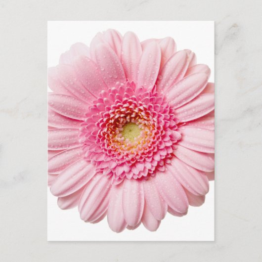 Pink Gerbera Daisy Briefkaart (Voorkant)
