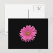 Pink Gerbera Daisy Briefkaart (Voorkant / Achterkant)