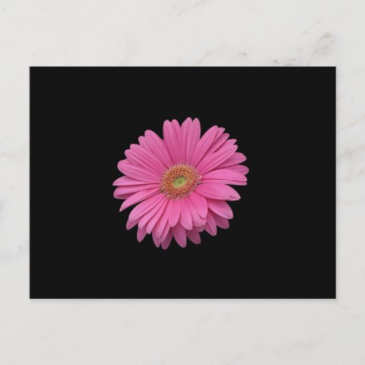 Pink Gerbera Daisy Briefkaart (Voorkant)