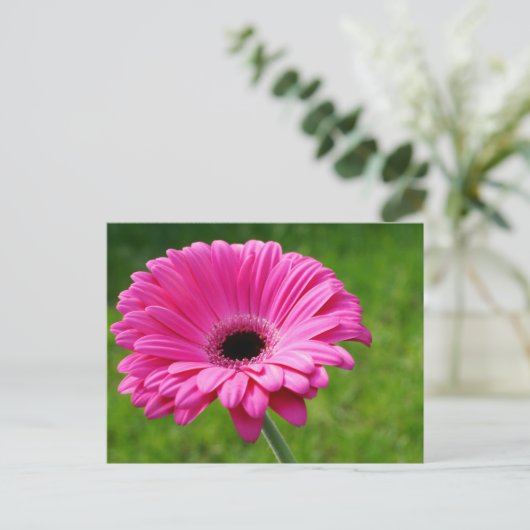 Pink Gerbera Daisy Briefkaart (Staand voorkant)