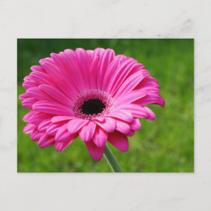 Pink Gerbera Daisy Briefkaart