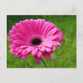 Pink Gerbera Daisy Briefkaart (Voorkant)