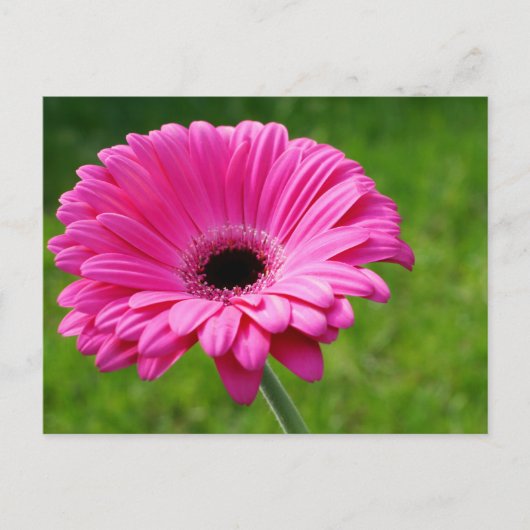 Pink Gerbera Daisy Briefkaart (Voorkant)