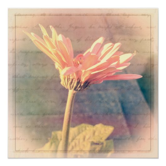 Pink Gerbera Daisy Collage Poster (Voorkant)