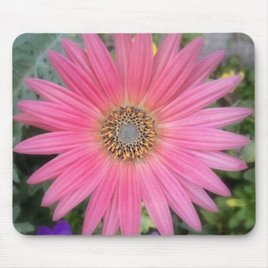 Pink Gerbera Daisy Flowers Mousepad Muismat (Voorkant)