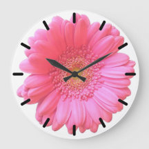 Pink gerbera daisy