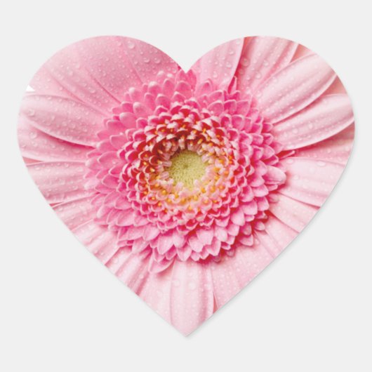 Pink Gerbera Daisy Hart Sticker (Voorkant)