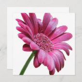 Pink Gerbera Daisy Invitation Kaart (Voorkant / Achterkant)