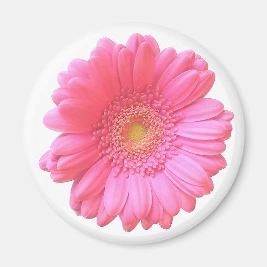 Pink gerbera daisy magneet (Voorkant)