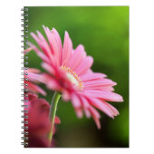 Pink Gerbera Daisy Notitieboek (Voorkant)