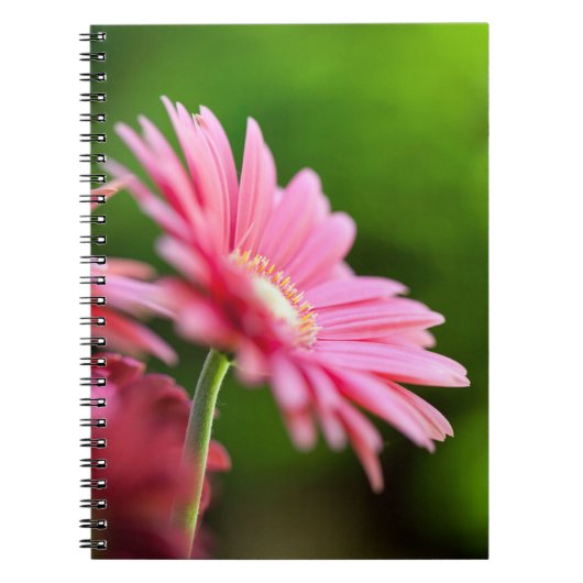 Pink Gerbera Daisy Notitieboek (Voorkant)