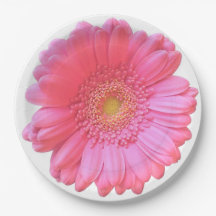 Pink gerbera daisy