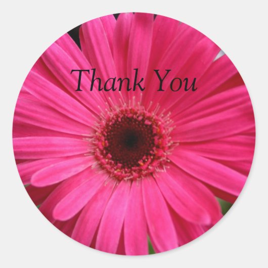 Pink Gerbera Daisy Ronde Sticker (Voorkant)