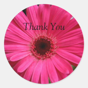 Pink Gerbera Daisy Ronde Sticker