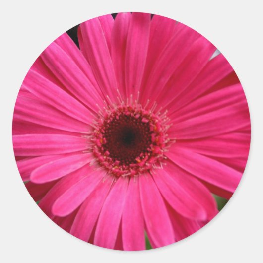 Pink Gerbera Daisy Ronde Sticker (Voorkant)
