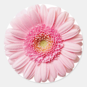 Pink Gerbera Daisy Ronde Sticker