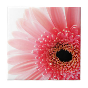 Pink Gerbera Daisy Tegeltje