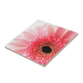 Pink Gerbera Daisy Tegeltje (Zijkant)