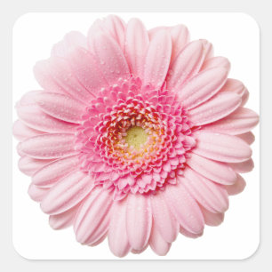 Pink Gerbera Daisy Vierkante Sticker