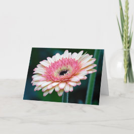 Pink Gerbera Daisy Wenskaart Kaart
