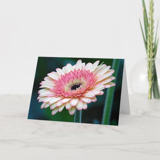 Pink Gerbera Daisy Wenskaart Kaart (Voorkant)
