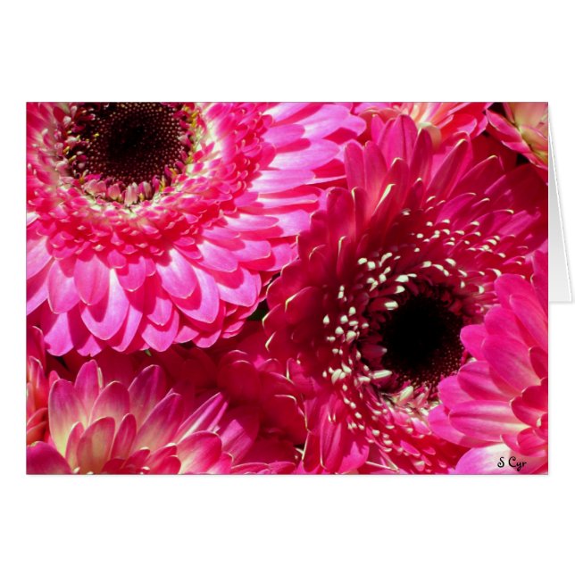 Pink Gerberas (Voorkant Horizontaal)