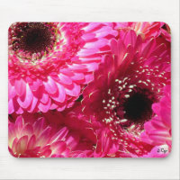Pink Gerberas